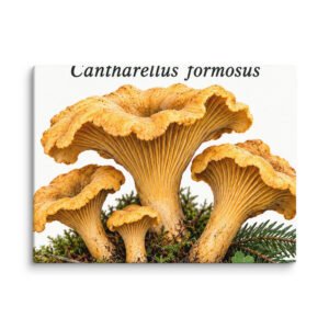 Chanterelle Canvas Print